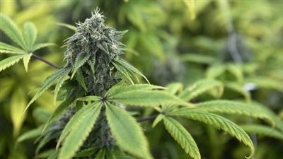  ألمانيا توافق على مشروع قانون يبيح زراعة واستخدام الماريجوانا