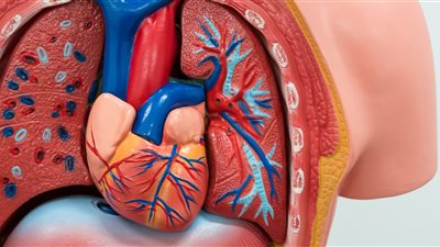 تحذير طبي عاجل وخطير من وزير الصحة لمرضى القلب