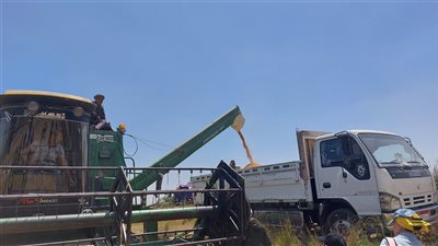 بشاير خير، موسم حصاد القمح من قرى العامرية غرب الإسكندرية (بث مباشر) 