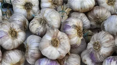 أسعار الخضراوات، الثوم يرتفع 6 جنيهات اليوم 6-6-2023 في سوق العبور