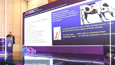 زراعة عين شمس: صناعة الدواجن هي المستقبل والمصدر الأول للغذاء 