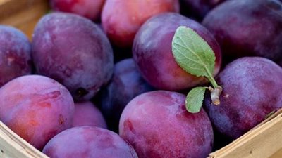 ارتفاع البرقوق وانخفاض المشمش في سوق العبور