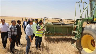 شون وصوامع المنيا تستقبل 162 ألف طن قمح