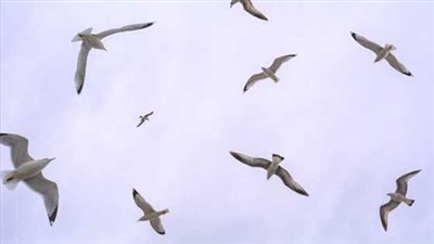 دراسة: الطيور باتت أصغر حجما بسبب تغير المناخ