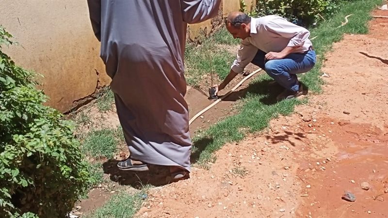 زراعة الأشجار بأسيوط،
