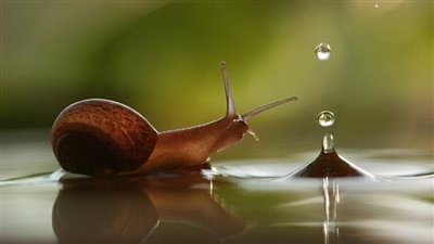 دراسة علمية: للحلزون عواطف وذاكرة