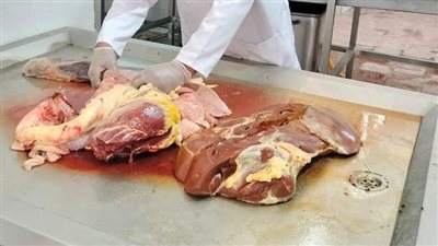 إعدام عجل كامل وزن 200 كيلو لحم في باريس الوادي الجديد