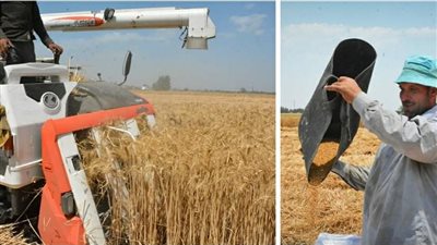 أستاذ زراعة: مصر لديها مخزون استراتيجي آمن من القمح يتخطى 5 أشهر 