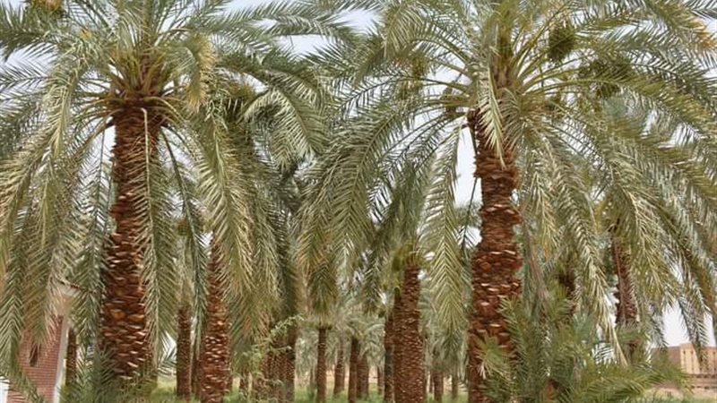نخيل قنا، فيتو