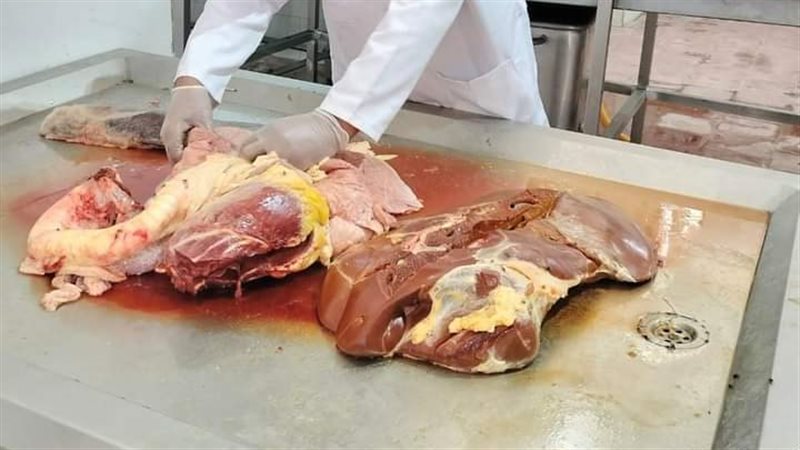 إعدام عجل مصاب، فيتو