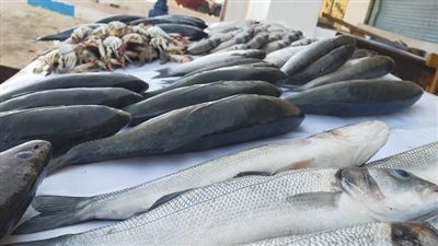 استقرار أسعار الأسماك والبوري يسجل 90 جنيهًا في سوق الجملة