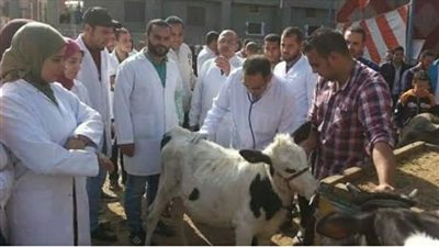 علاج وتحصين 553 ألفا و859 رأس ماشية بالبحيرة (صور)