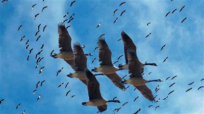 اليوم العالمي للطيور المهاجرة، البيئة تنظم احتفالية كبرى بموقع بحيرات الأكسدة بشرم الشيخ