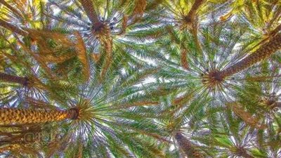 أكرموا عمتكم النخلة، الوصول لـ 5 ملايين نخلة حلم طال انتظاره لأهالي الوادي الجديد (صور) 