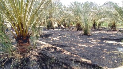 إخماد حريق بمزرعة نخيل في قرية بولاق بالوادي الجديد 