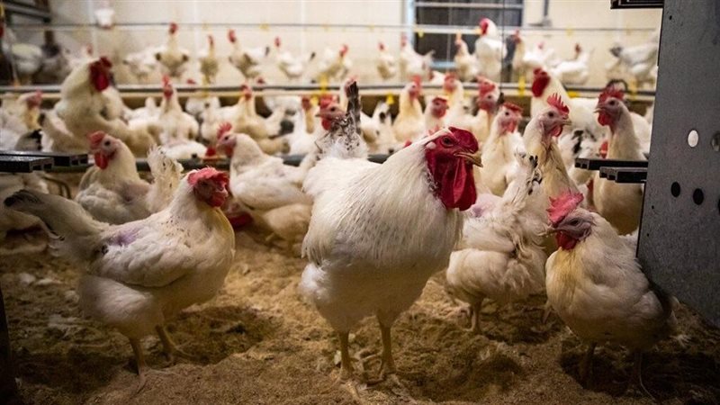 أسعار الدواجن اليوم،