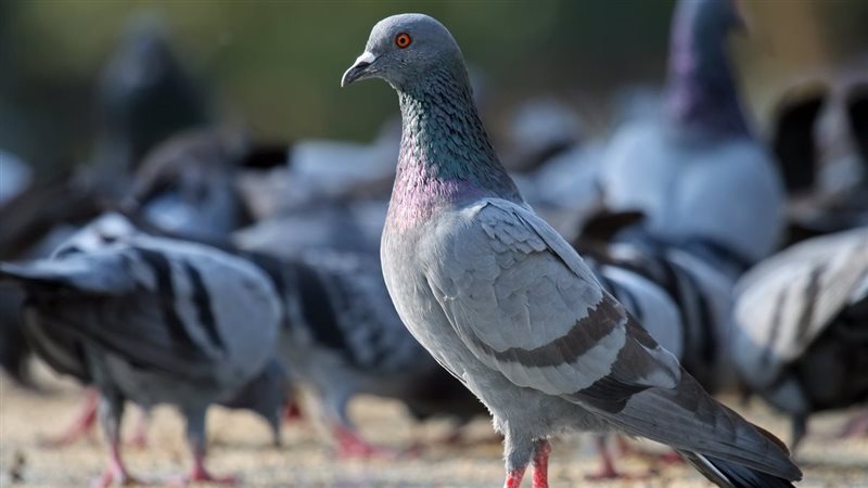 تفسير رؤية الحمام