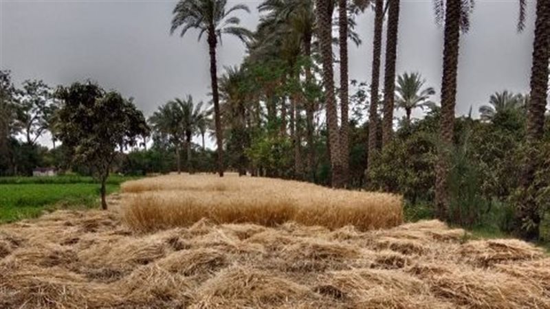 قمح الشرقية: توريد