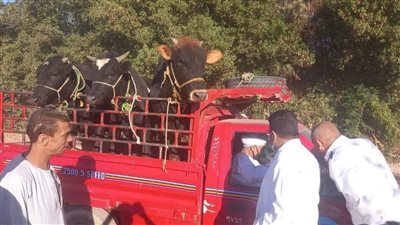 مديرية طب الأقصر تُحكم الرقابة على الأسواق للحفاظ على الثروة الحيوانية