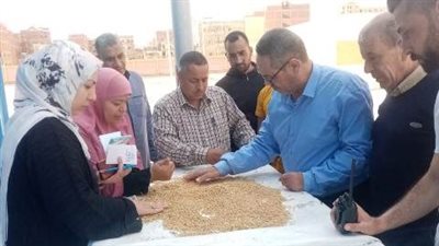 تموين الشرقية: توريد 408 آلاف طن قمح 