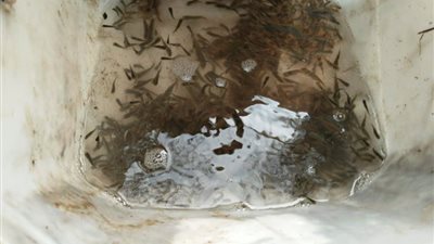 إلقاء 590 ألف زريعة من أسماك البلطي والمبروكة ببحر أبو الأخضر في الشرقية 