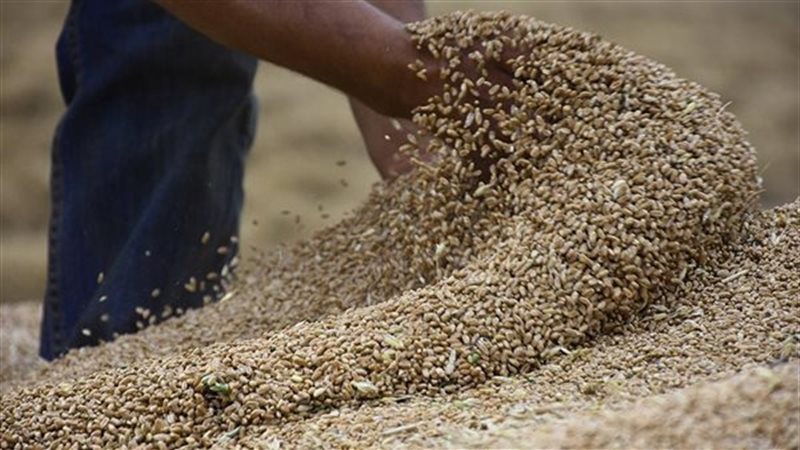 ضبط 358 طن قمح مهرب