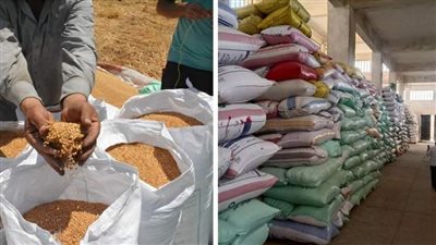 صوامع وشون البحيرة تستقبل 155 ألف طن قمح محلي (صور)