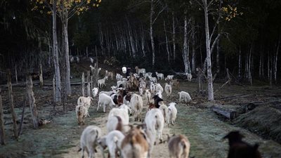 قطيع ماعز ينقذ متنزهًا من حريق مدمر