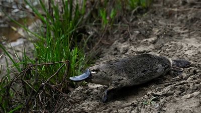 حيوان يظهر بأستراليا بعد نصف قرن من اختفائه