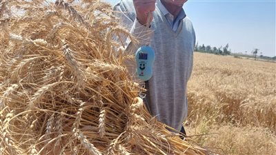 محافظ الإسكندرية: 50 ألفا و791 طن قمح منذ بداية موسم الحصاد 