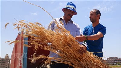 يا بدع القمح يا جمال القمح، موسم حصاد سنابل الخير في الغربية (فيديو)