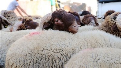 أخبار مصر اليوم.. الأوقاف تعلن أسعارًا جديدة لصكوك الأضاحي.. وتعرف على تكلفة تذاكر الحج للخطوط الجوية السعودية