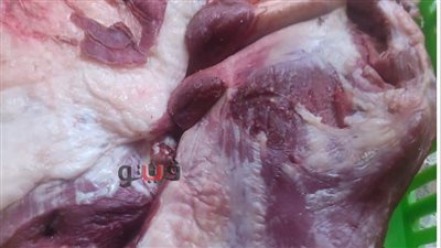 ضبط طيور ولحوم مجهولة المصدر بالقاهرة