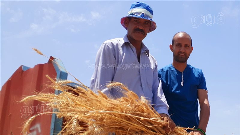 موسم حصاد القمح بالغربية،فيتو