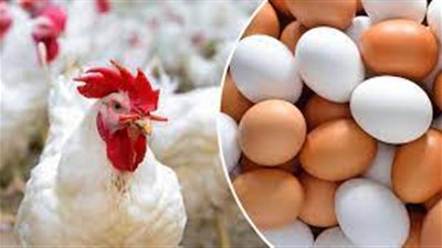 انخفاض أسعار الدواجن في المنيا اليوم الأربعاء 17-5-2023