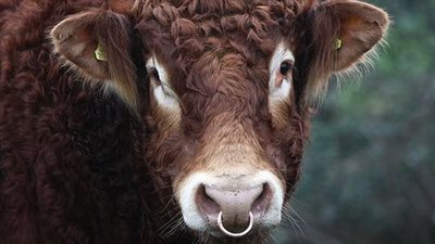 طبيبة بيطرية تكشف سر تركيب حلقة حديد في أنف بعض الماشية