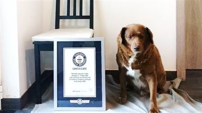 أكبر كلب بالعالم يحتفل بعيد ميلاده بعد تراجع بصره وضعف قدراته 