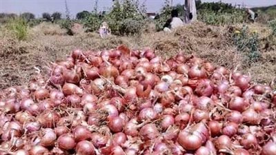 بعد إلغاء قرار الحظر، البصل يتصدر قائمة الصادرات الزراعية المصرية خلال أسبوع