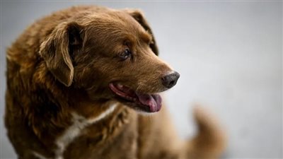 شاهد لحظة احتفال 100 مدعو من عدة دول بعيد ميلاد أكبر كلب سنا (فيديو)