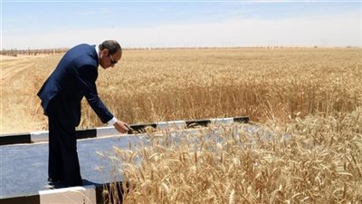  أين كنا وكيف أصبحنا، زراعة وتخزين واستيراد ودعم القمح (إنفوجراف)