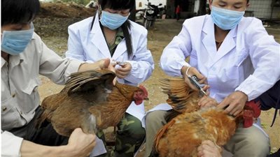  لأول مرة.. البرازيل ترصد إصابات بإنفلونزا الطيور، وهذا مصير تصدير الدواجن 