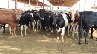 بارتفاع يصل لـ 25 جنيهًا للكيلو، ننشر أسعار الأضاحي مع قرب عيد الأضحى، والغرف التجارية تزف بشرى سارة للمواطنين