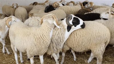 أضحية أونلاين، تحذيرات من الغش ونصائح مهمة قبل شراء أضاحي العيد 