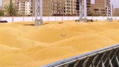 توريد 40 ألف طن قمح لشون وصوامع سوهاج