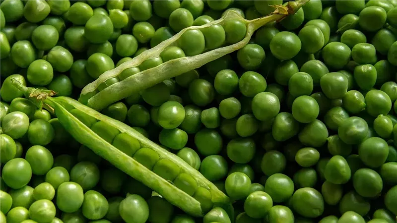 أسعار البسلة تواصل