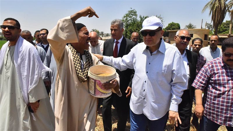 حصاد القمح بأسيوط،