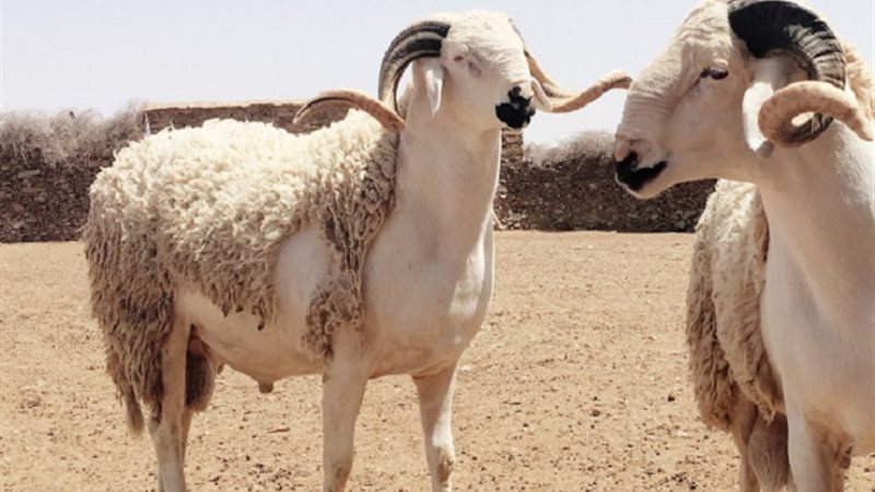 أسعار الأضاحي موسم