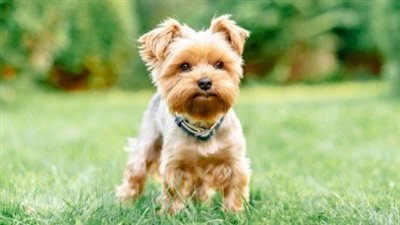 اللبنانيون يطالبون بمحاكمة أسرة شاب أحرق كلبا صغيرا (فيديو)