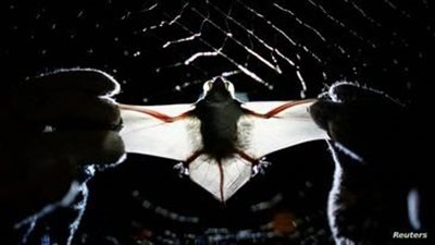 بعد كورونا.. علماء يحددون المنشأ المحتمل للوباء التالي