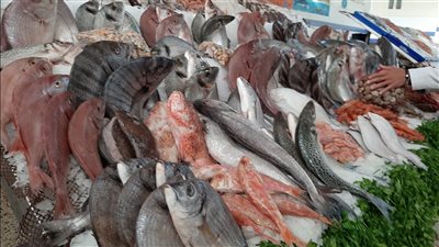 أسعار الأسماك اليوم، البلطي يسجل 74 جنيها وتراجع البوري